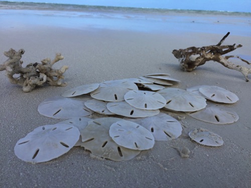 sand dollars in eleuthera